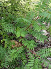 Pistacia chinensis