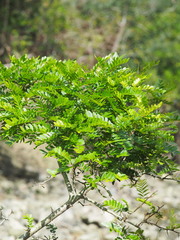 Gleditsia rolfei