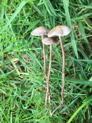 Panaeolus