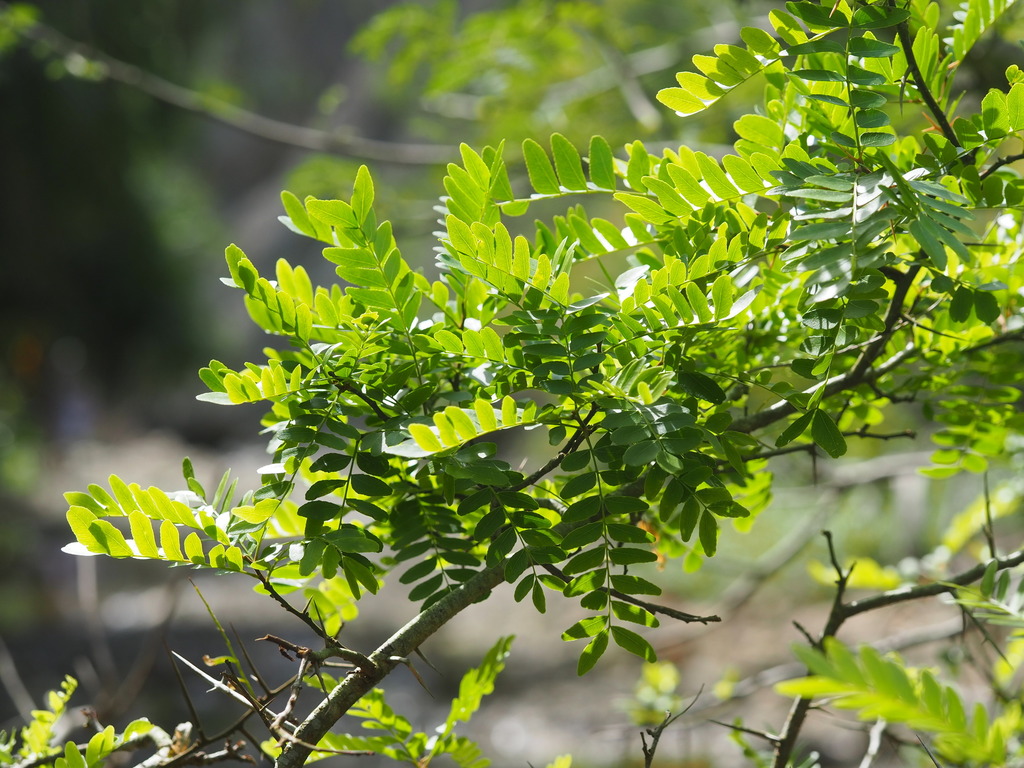 Gleditsia rolfei