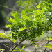 Gleditsia rolfei - Photo no hay derechos reservados, subido por 葉子