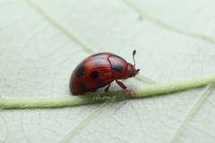 Cyrtomorphus duodecimmaculatus