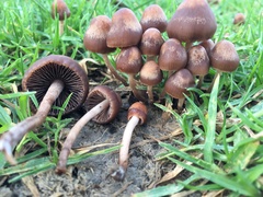 Panaeolus foenisecii