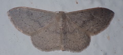 Idaea predotaria