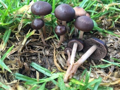 Panaeolus foenisecii