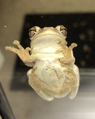 Osteopilus septentrionalis