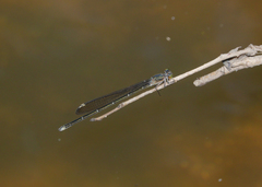 Pseudagrion jedda