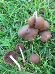 Panaeolus foenisecii