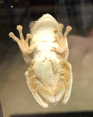 Osteopilus septentrionalis