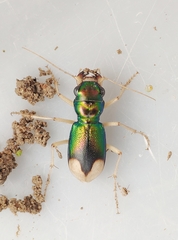 Grammognatha euphratica