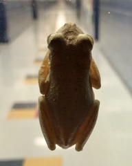 Osteopilus septentrionalis