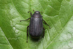 Holotrichia parallela