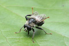 Pseudovolucella