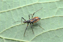 Sphedanolestes impressicollis