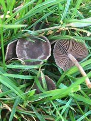 Panaeolus