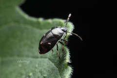 Adomerus triguttulus