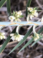 Acanthocarpus preissii