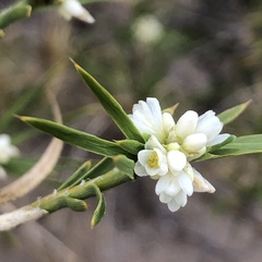 Acanthocarpus preissii
