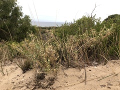 Acanthocarpus preissii