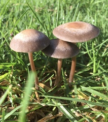 Panaeolus cinctulus