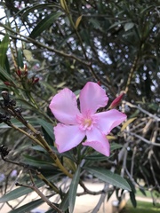 Nerium oleander