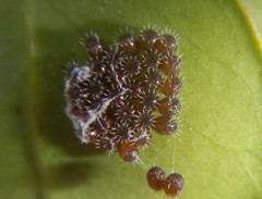 Oechalia schellenbergii