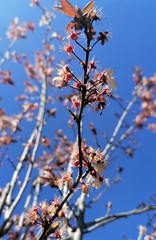 Prunus