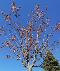 Prunus