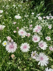 Crepis rubra