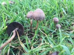 Panaeolus