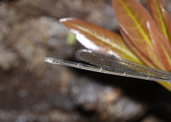 Pseudagrion jedda