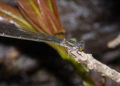 Pseudagrion jedda