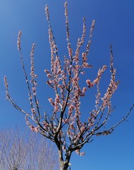 Prunus