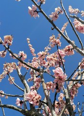 Prunus