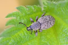 Otiorhynchus singularis