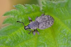 Otiorhynchus singularis