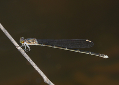 Pseudagrion jedda