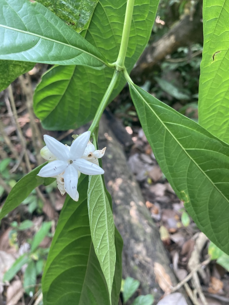 Morinda angustifolia (Morinda angustifolia)
