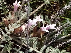 Astragalus dolichophyllus