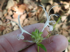 Monarda russeliana