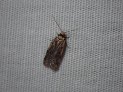 Hoplostega ochroma