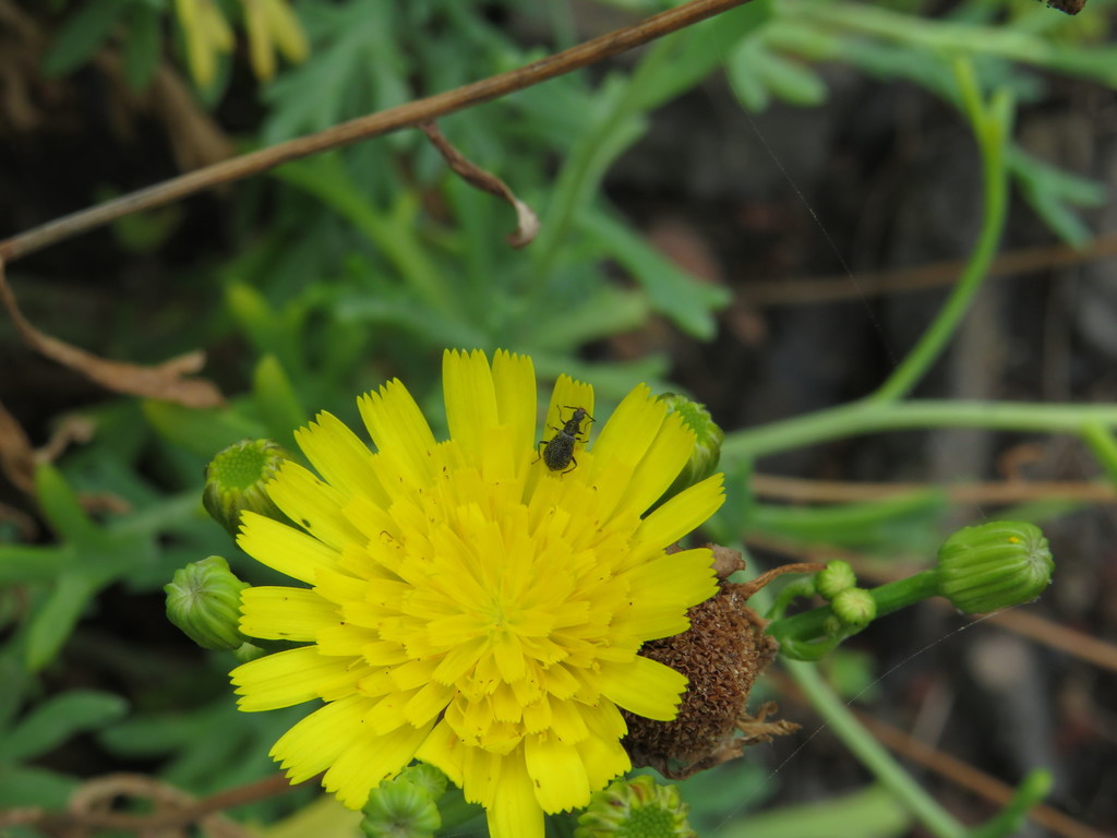 Attalus eversi