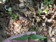 Monarda russeliana
