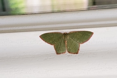 Thalera pistasciaria