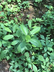 Frangula caroliniana