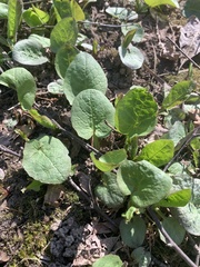 Cicerbita macrophylla