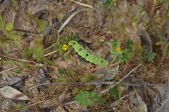Hippocrepis biflora