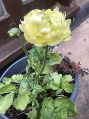 Ranunculus