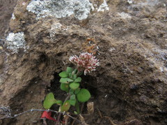 Polycarpaea divaricata