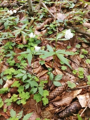 Cardamine waldsteinii
